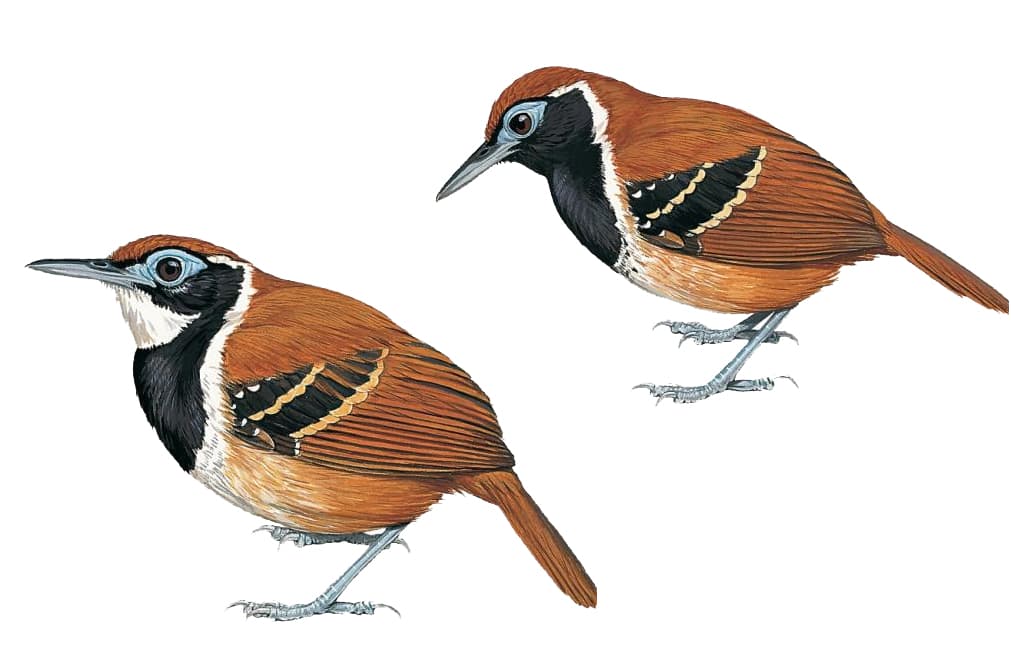 Alapi à cravate noire