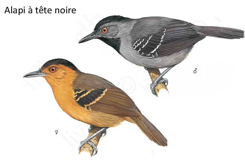 Alapi à tête noire