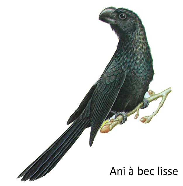 Ani à bec lisse