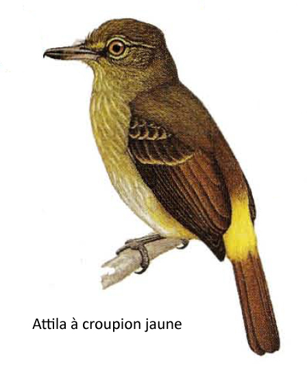 Attila à croupion jaune