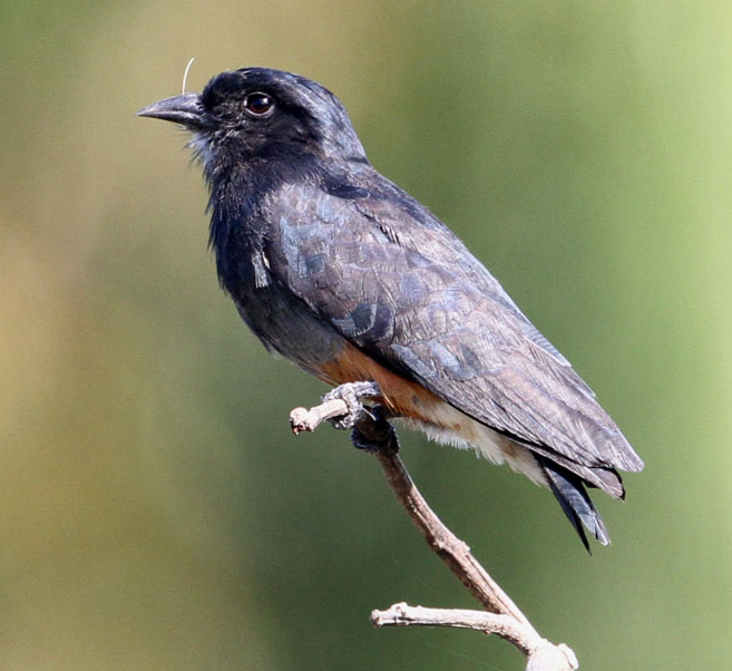 Barbacou à croupion blanc