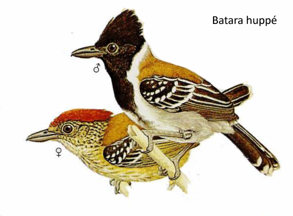 Batara huppé