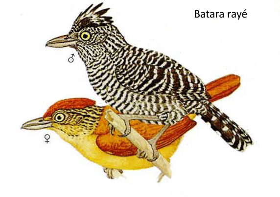 Batara rayé