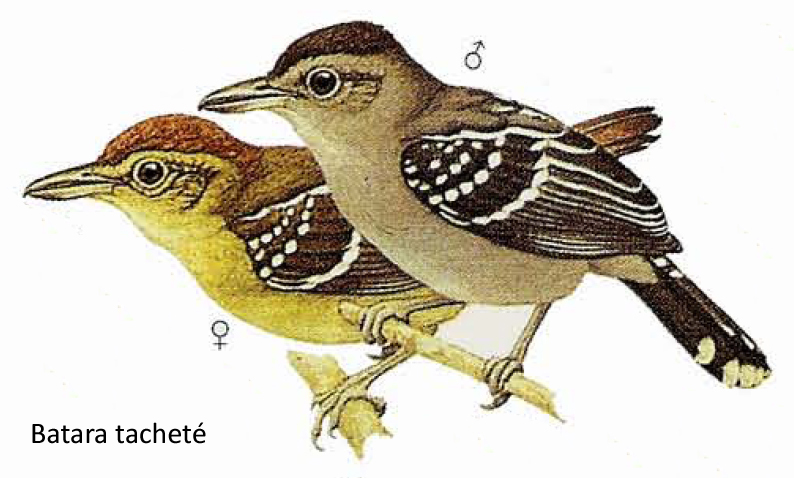 Batara tacheté