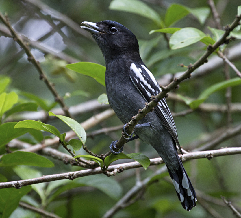 Bécarde à ailes blanches