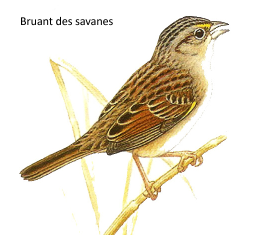 Bruant des savanes