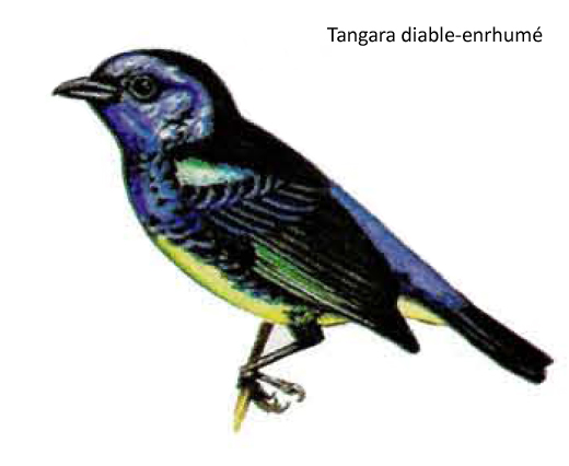 Calliste diable-enrhumé