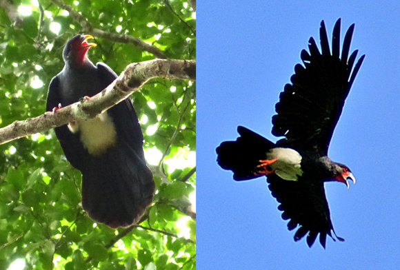 Caracara à gorge rouge