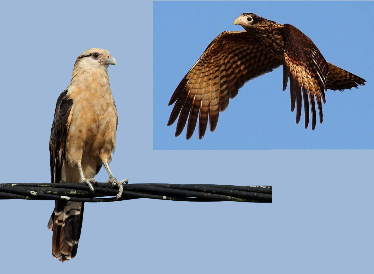 Caracara à tête jaune