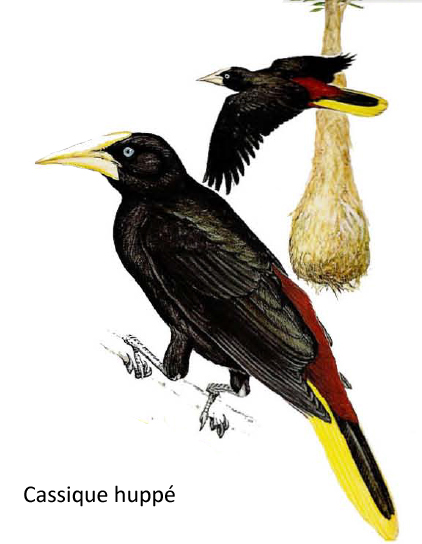Cassique huppé