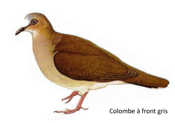 Colombe à front gris