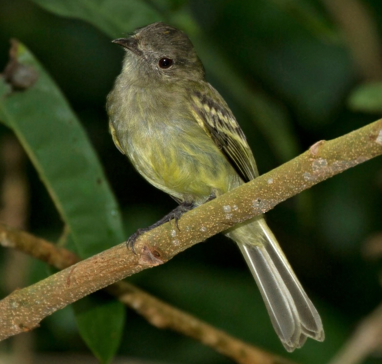 Elénie à couronne d'or