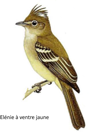 Elénie à ventre jaune