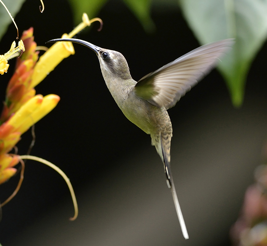 Ermite à brins blancs