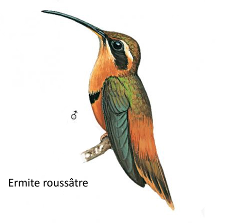 Ermite roussâtre
