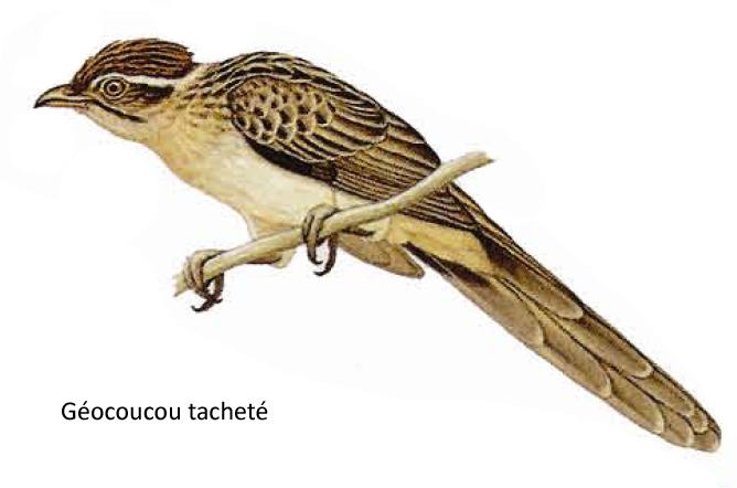 Géocoucou tacheté