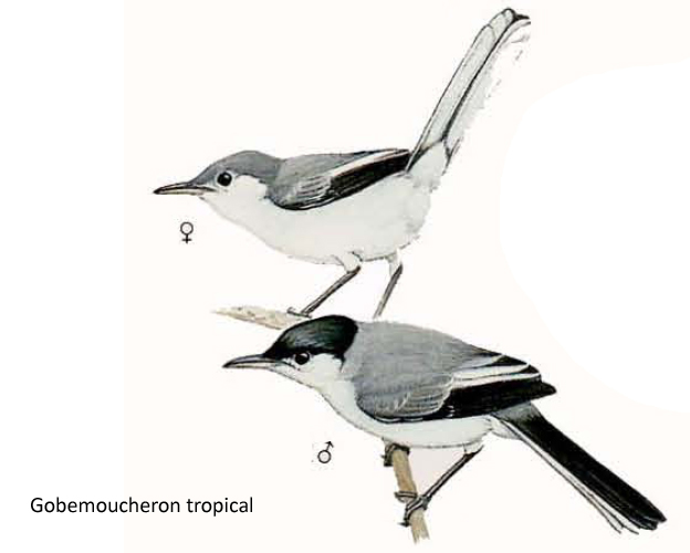 Gobemoucheron tropical