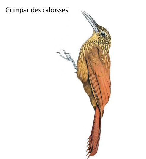 Grimpar des cabosses