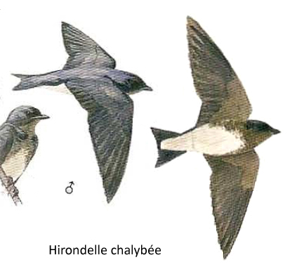 Hirondelle chalybée