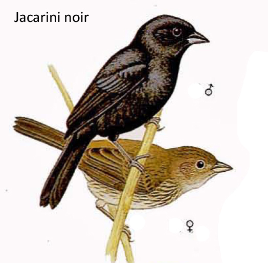 Jacarini noir