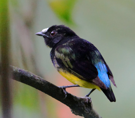 Manakin à front blanc