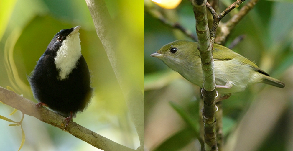 Manakin à gorge blanche