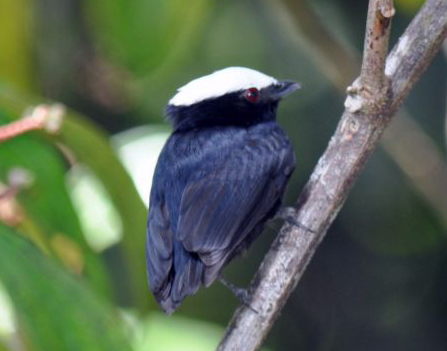 Manakin à tête blanche
