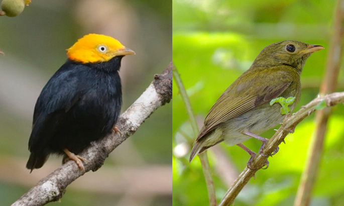 Manakin à tête d'or