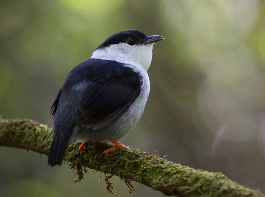 Manakin casse-noisette