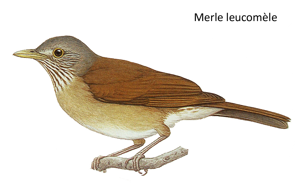 Merle leucomèle