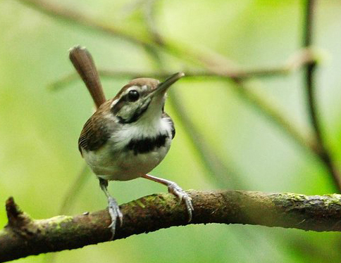Microbate à collier