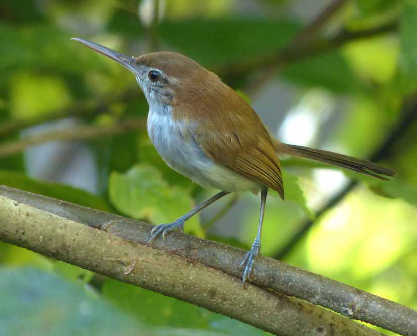 Microbate à long bec