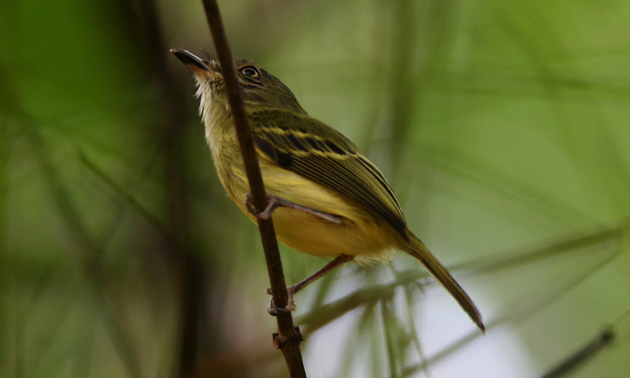 Microtyran bifascié