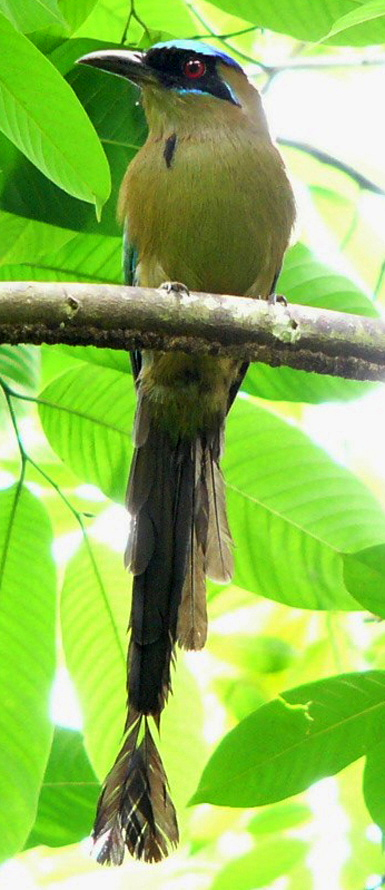 Motmot houtouc