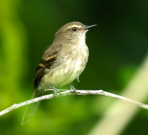 Moucherolle fuligineuse