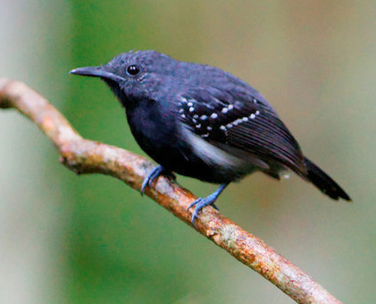 Myrmidon à flancs blancs