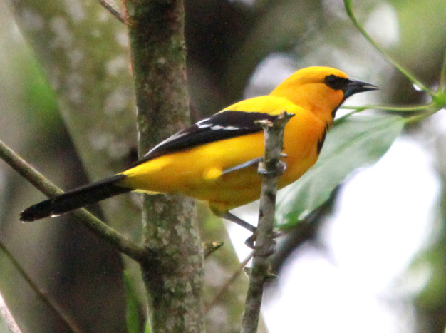 Oriole jaune