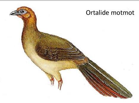 Ortalide motmot