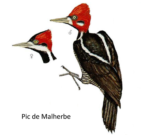 Pic de Malherbe