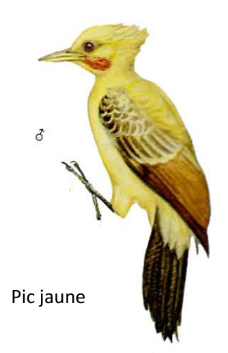 Pic jaune