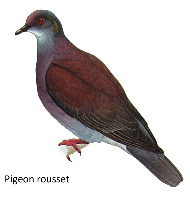 Pigeon rousset