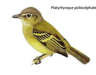 Platyrhynque poliocéphale