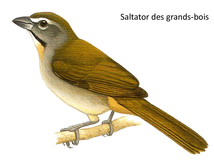 Saltator des grands bois