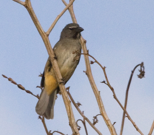 Saltator gris