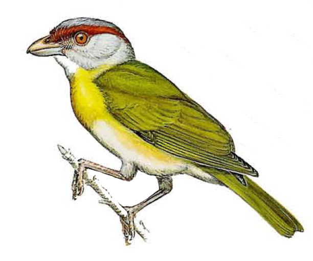 Sourciroux mélodieux