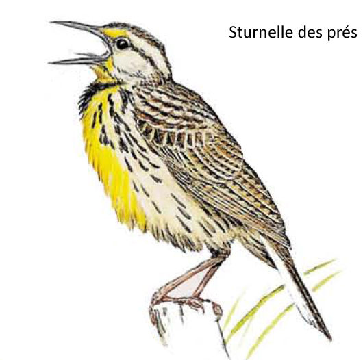 Sturnelle des prés