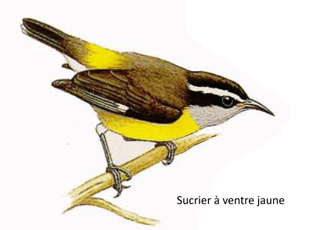 Sucrier à ventre jaune