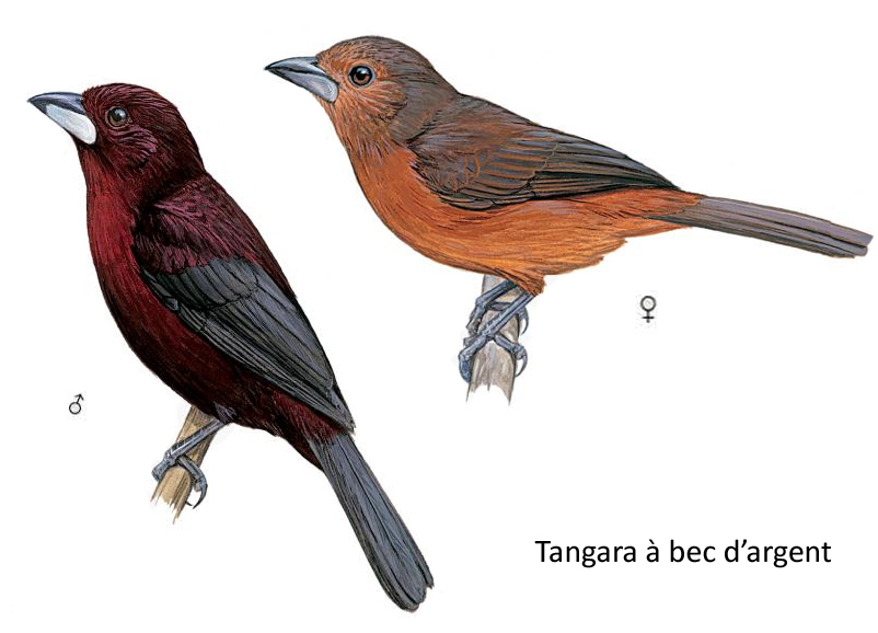 Tangara à bec d'argent