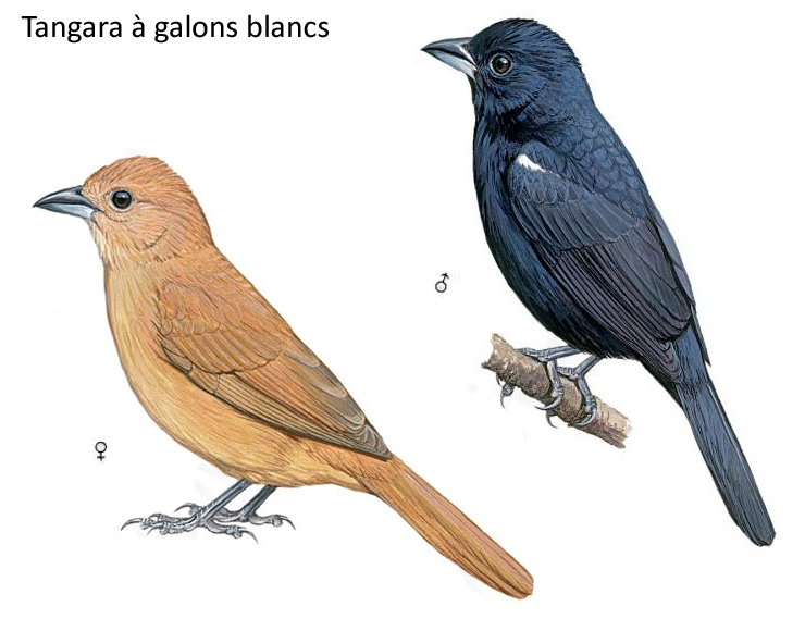 Tangara à galons blancs