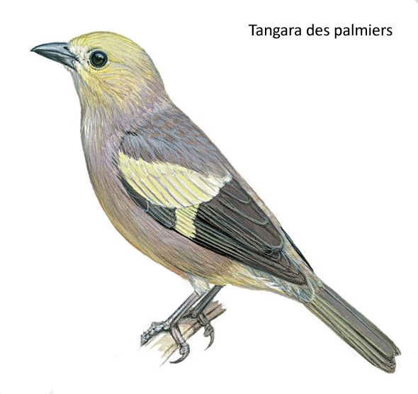 Tangara des palmiers